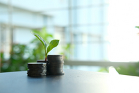 Tipps zur nachhaltigen Geldanlage (Foto: Pexels.com)